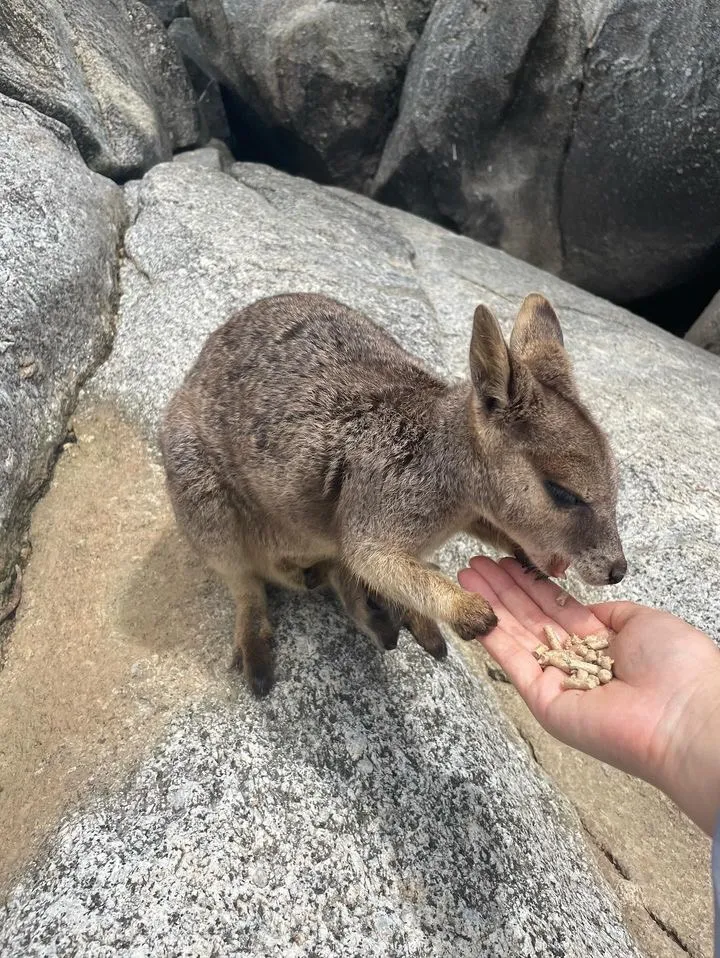 グラネットゴージネイチャーパークの野生のロックワラビー