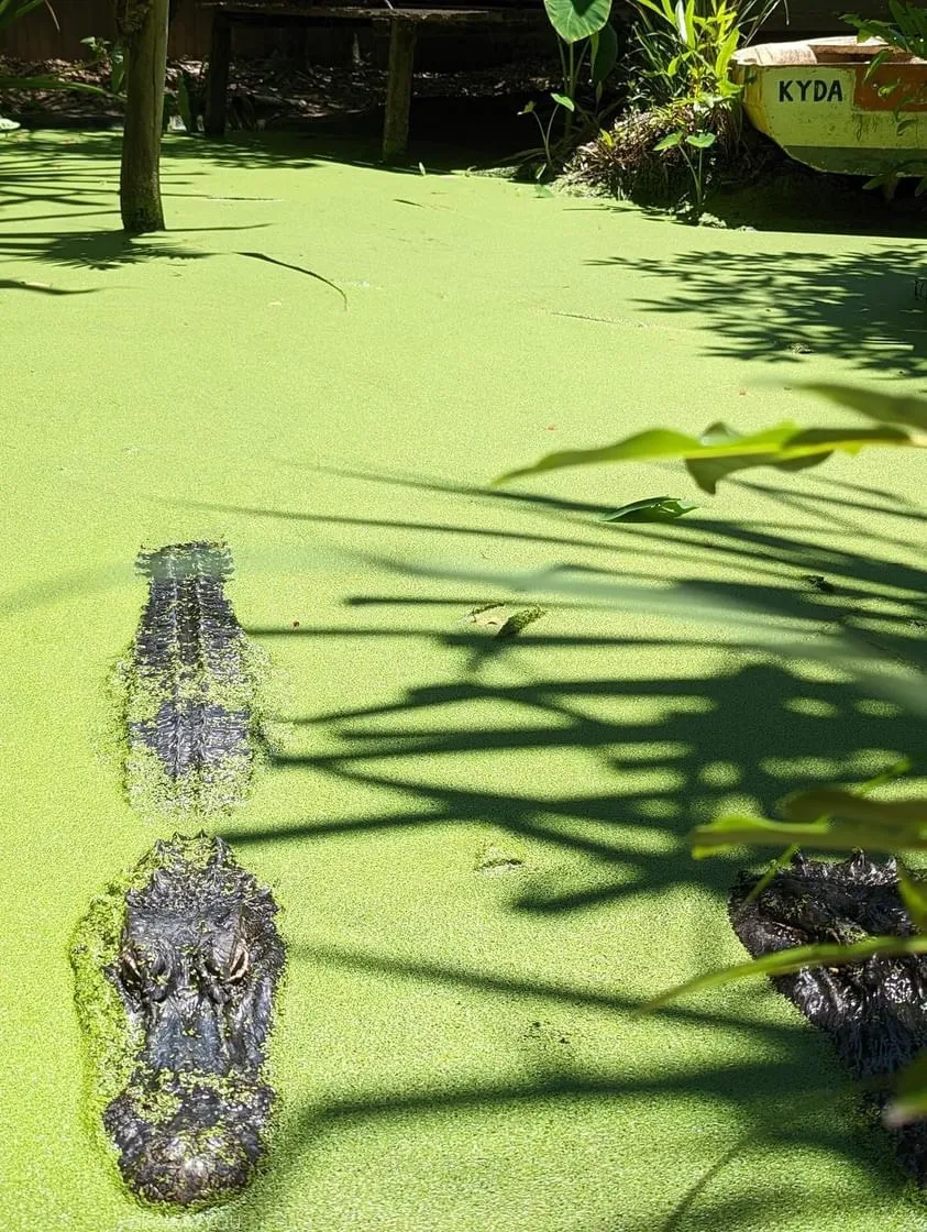 水面に浮かぶワニ