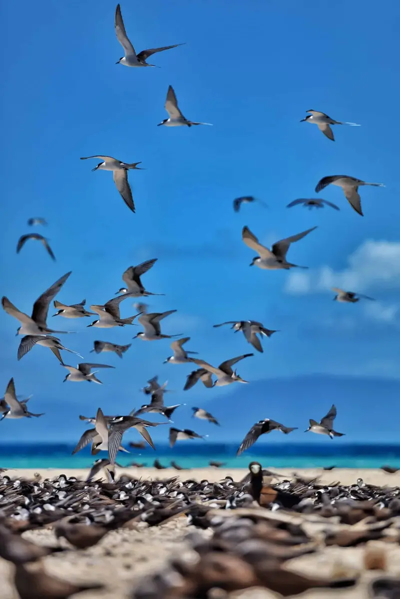 ミコマスケイの海鳥たち