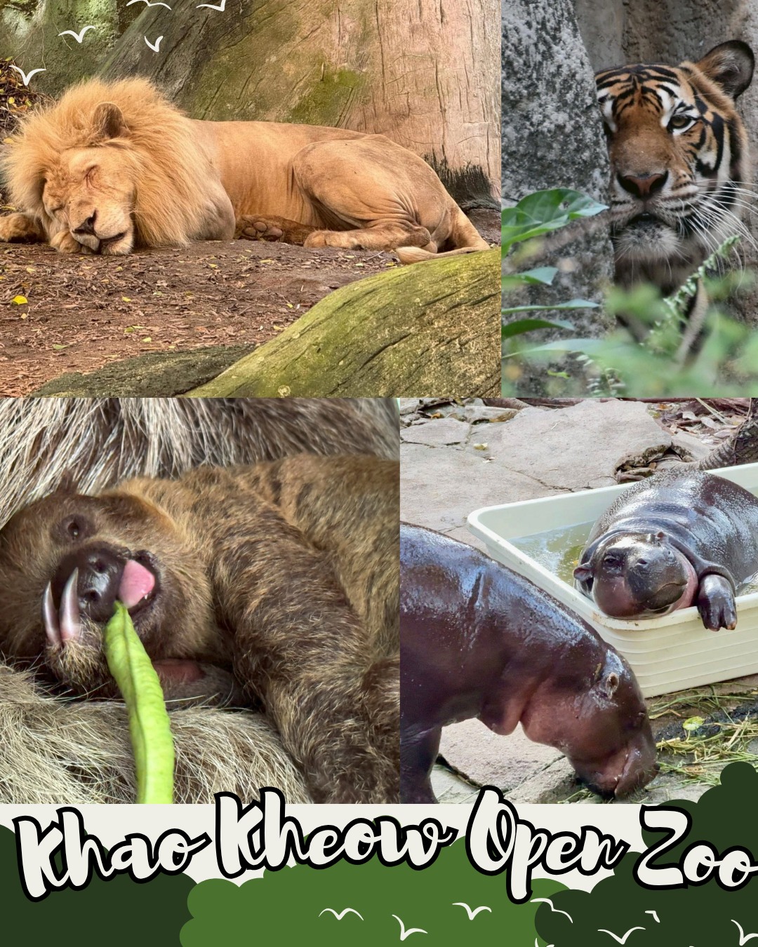 バンコクから日帰りで行ける動物園カオキアオ・オープン・ズー  ...