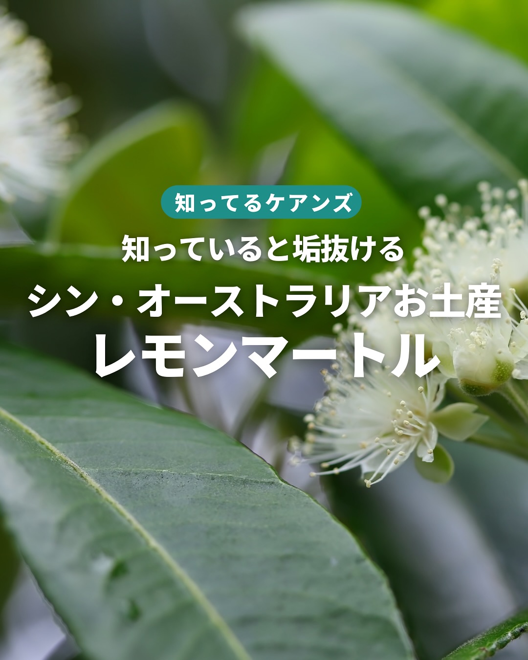 レモンマートルご存知ですか？ケアンズを含むオーストラリアでも ...