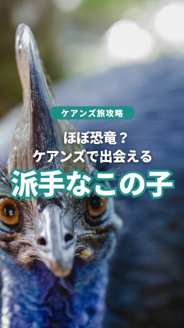 ケアンズの熱帯雨林で運が良ければ出会えるのが、この美しくも神 ...