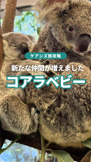  ケアンズ近郊、ポートダグラスのWildlife Habit ...