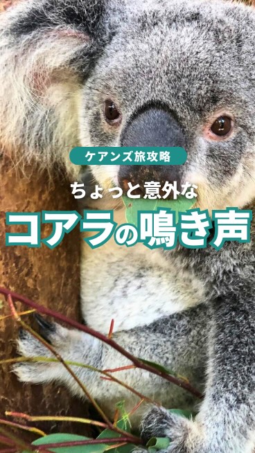 意外ですが、このギャップもカワイイ？コアラの鳴き声聞いたこと ...