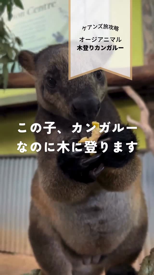  もぐもぐASMR、聞こえますか？オーストラリア　ケアンズの ...