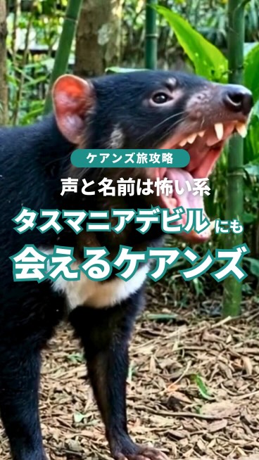 名前に”悪魔”ってついてるのに、全然そんなことなかった黒くて ...