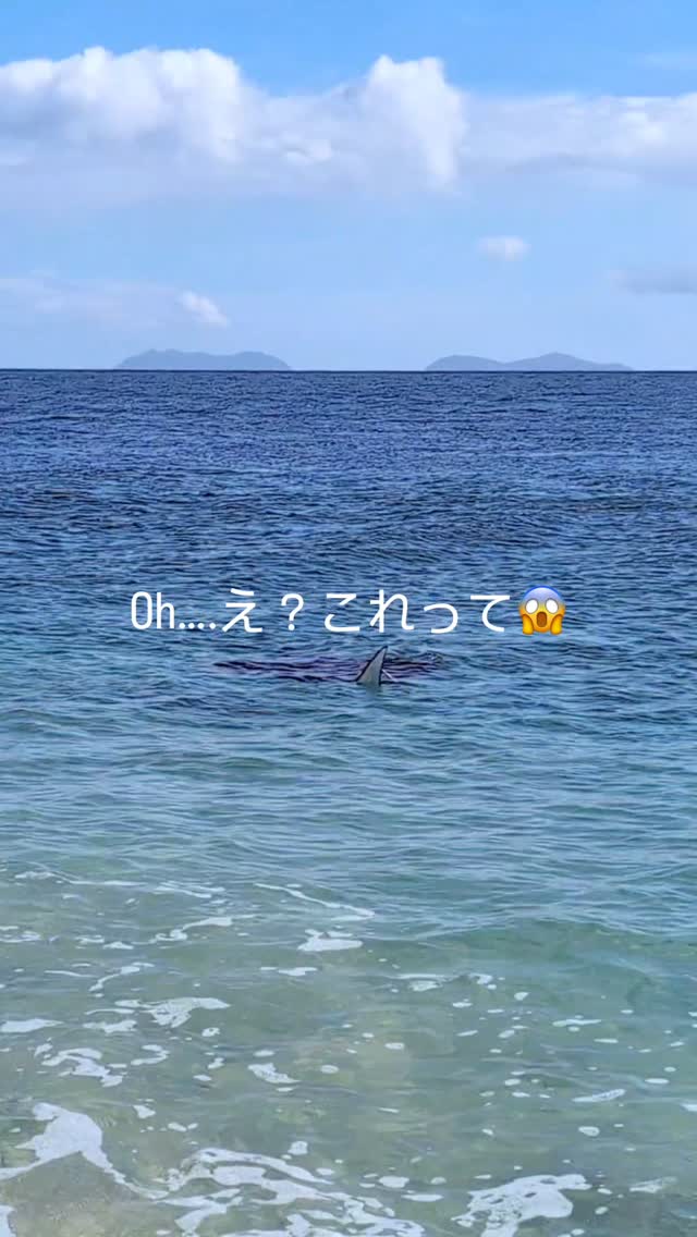 GWの最中に遭遇したのは…なんと「マンタ」ケアンズから日帰り ...