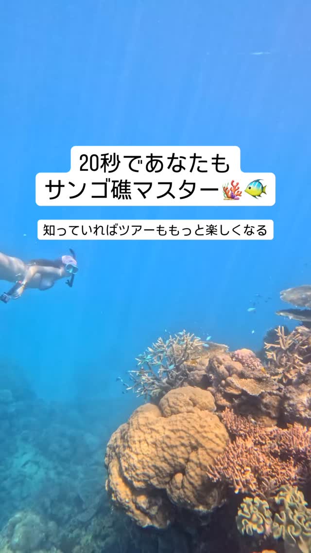 珊瑚礁って、全部同じに見える？これを覚えておけばツアーがもっ ...