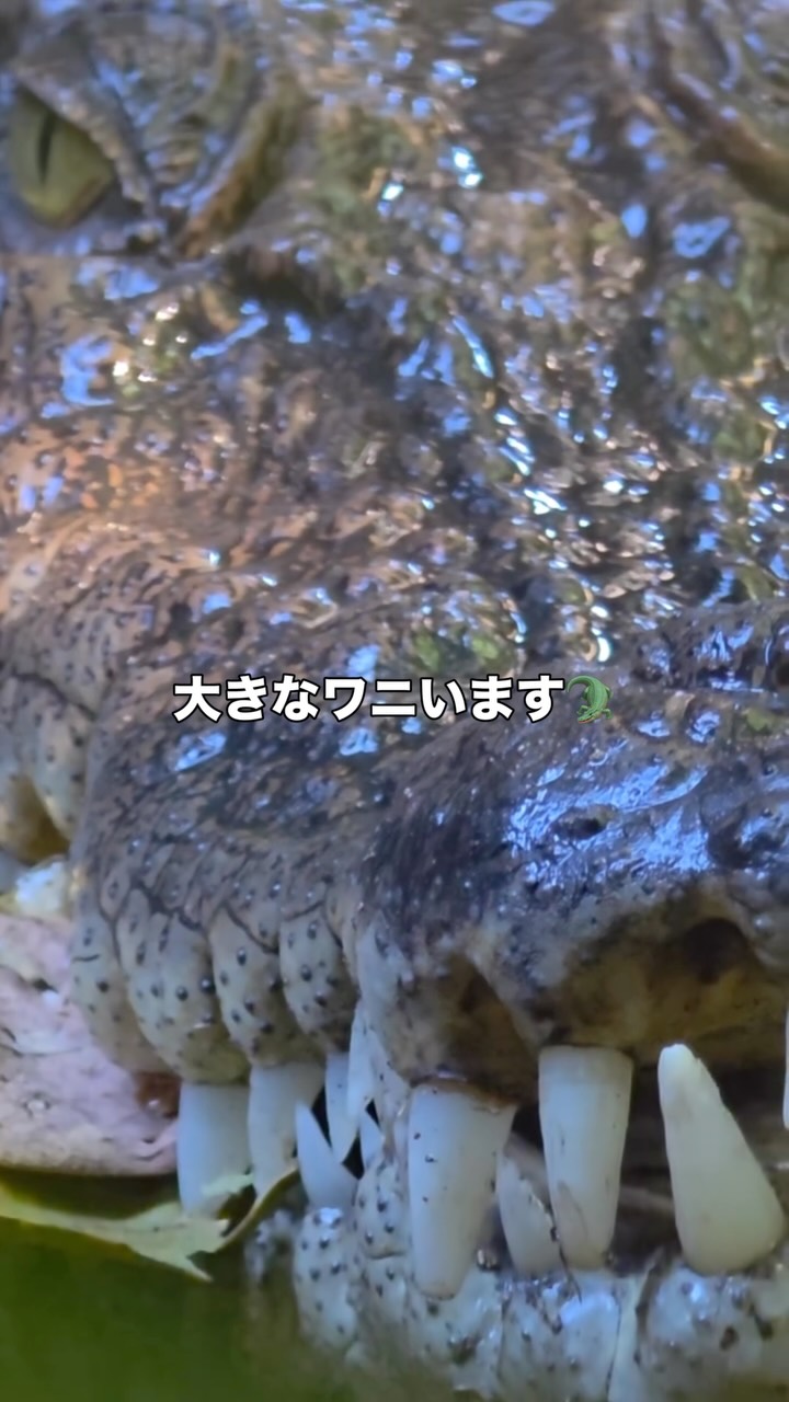 大迫力のに会いにグリーン島へ行ってみませんか？  great ...