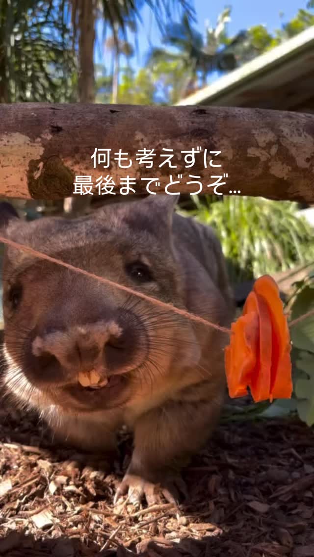 【ケアンズで出会える可愛すぎる動物たちの「もぐもぐタイム」を ...