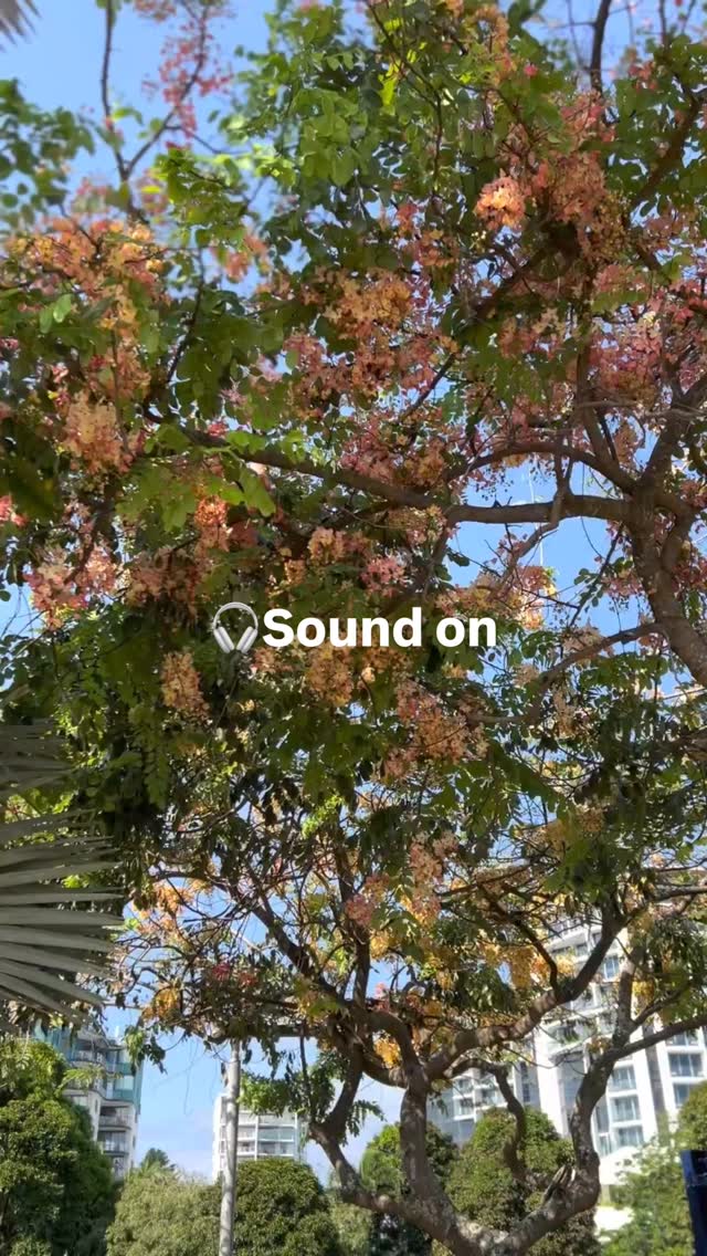 ケアンズの朝は、この音から始まります✨「ケアンズで忘れられな ...