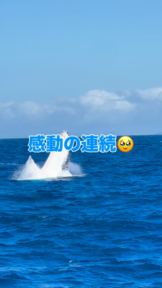 9月6日までの期間限定！️ケアンズの冬の主役「クジラ」に会い ...