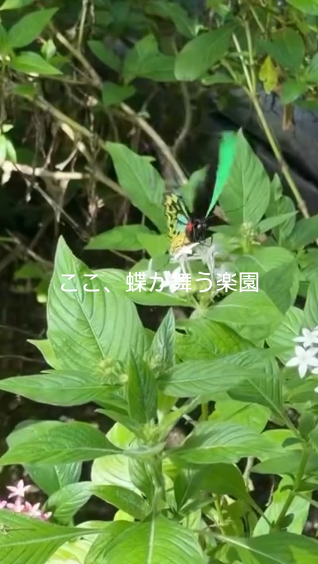 蝶が舞う、キュランダの幻想的な森へケアンズの熱帯雨林キュラン ...