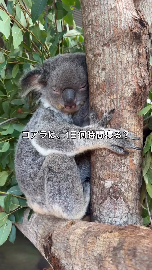 コアラは、1日にどのくらい眠るか知っていますか？実は、約18 ...