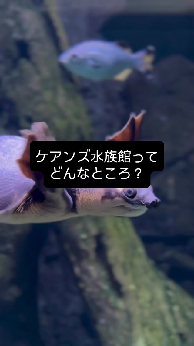 頭上をサメやエイが横切るトンネル水槽、目の前で揺れるサンゴ、 ...
