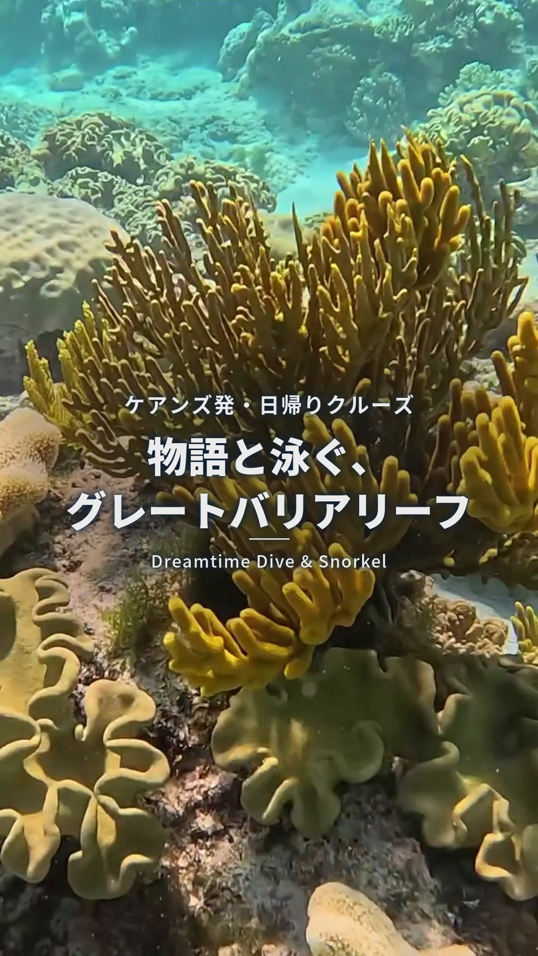 グレートバリアリーフ、「泳いで終わり」にしていませんか？ケア ...