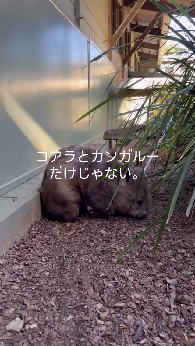 オーストラリアの動物といえば、コアラとカンガルー。…だけじゃ ...