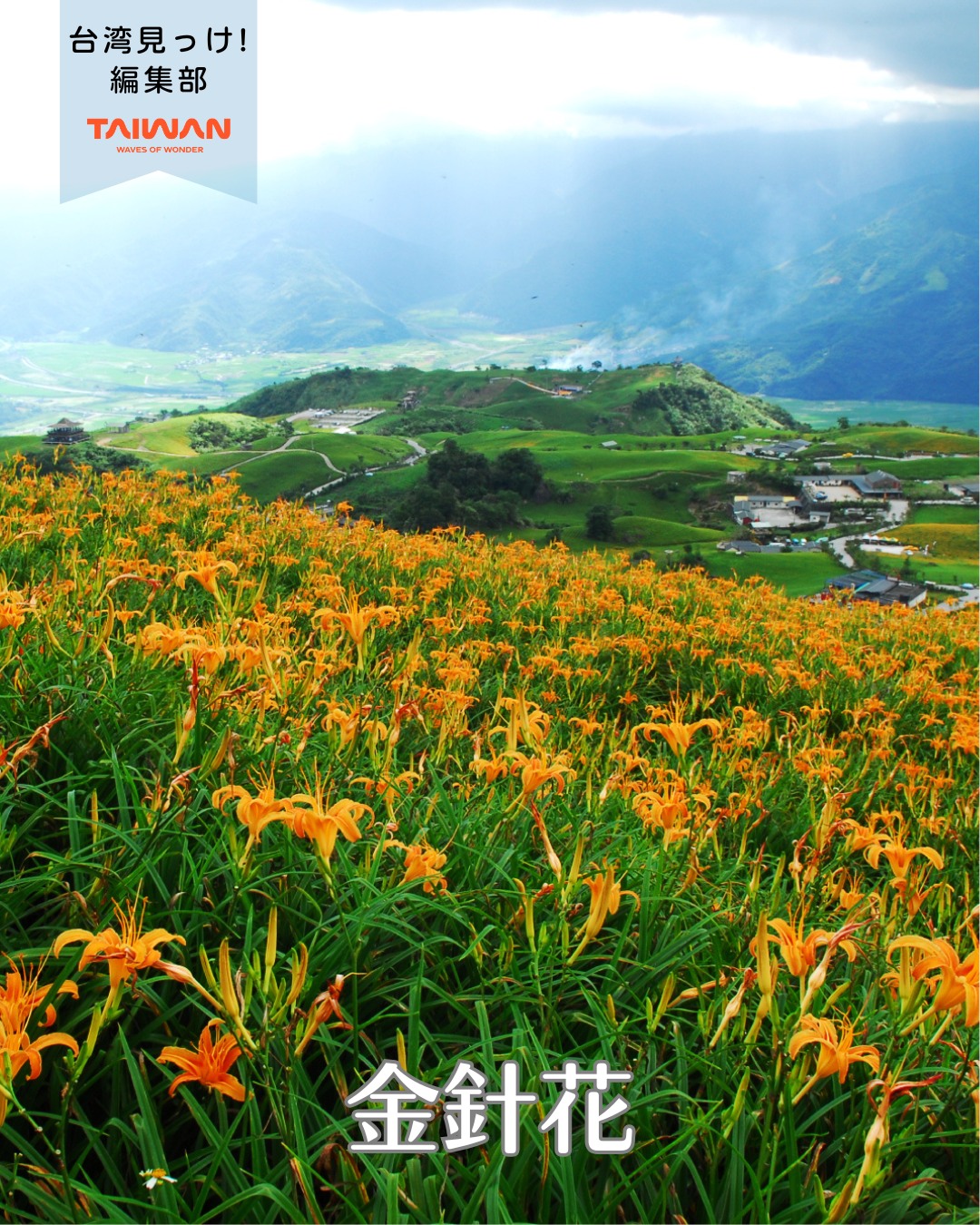 大家好（皆さんこんにちは）～編集部です！花蓮県富里郷の六十石 ...