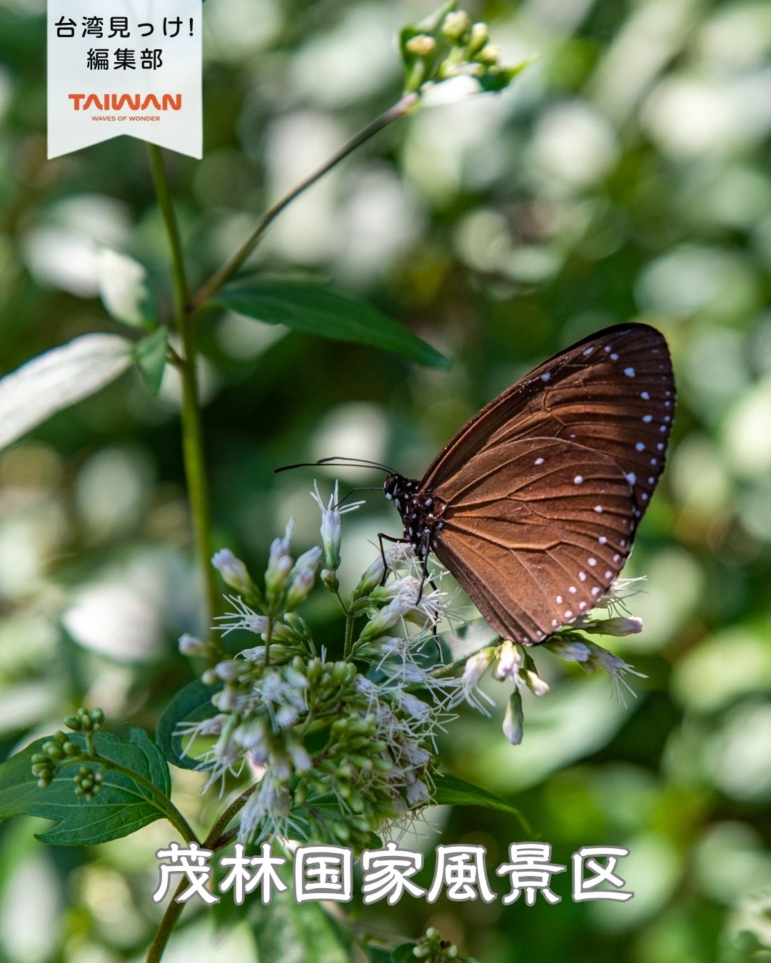 大家好（皆さんこんにちは）～編集部です！みなさんは、台湾が「 ...