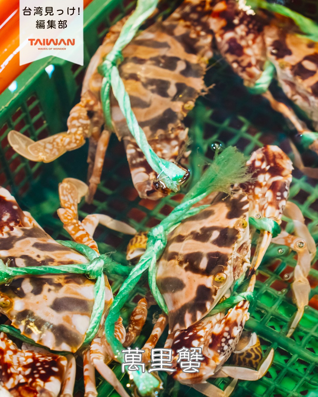 大家好（皆さんこんにちは）～編集部です！台湾の秋の味覚といえ ...