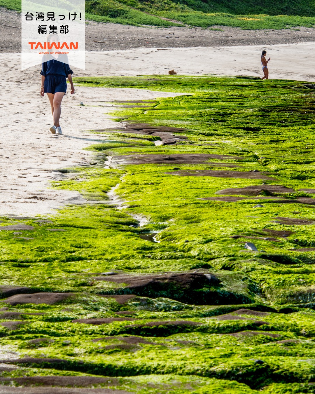大家好（皆さんこんにちは）～編集部です！春の北海岸の風物詩と ...