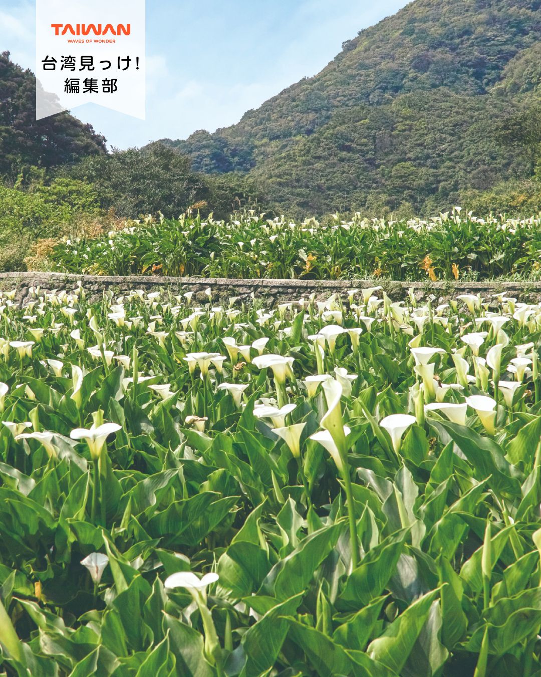 大家好（皆さんこんにちは）～編集部です！春の台北は桜やツツジ ...