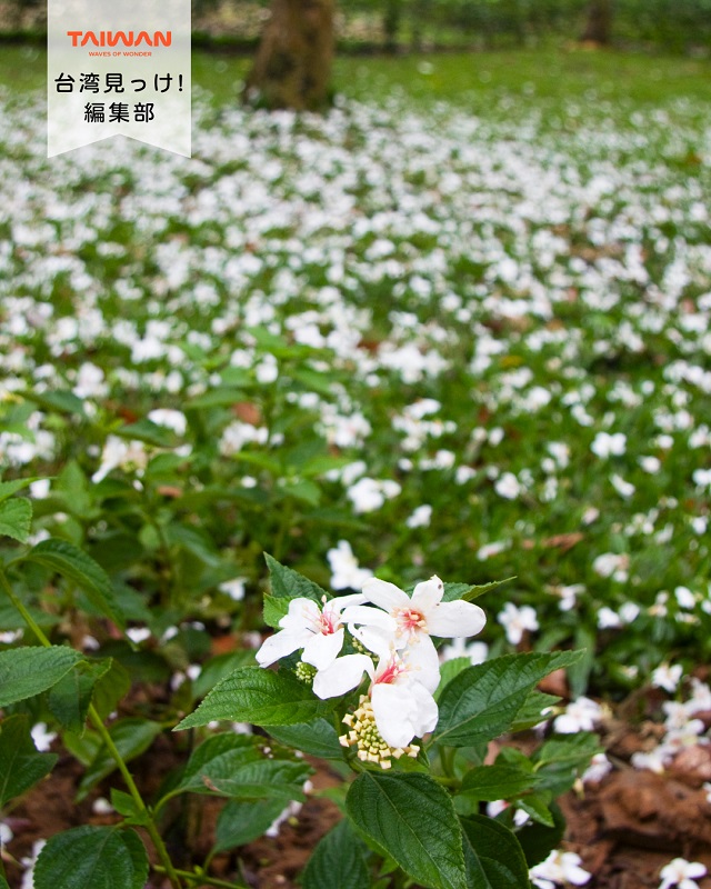 大家好（皆さんこんにちは）～編集部です！毎年4月から5月は油 ...