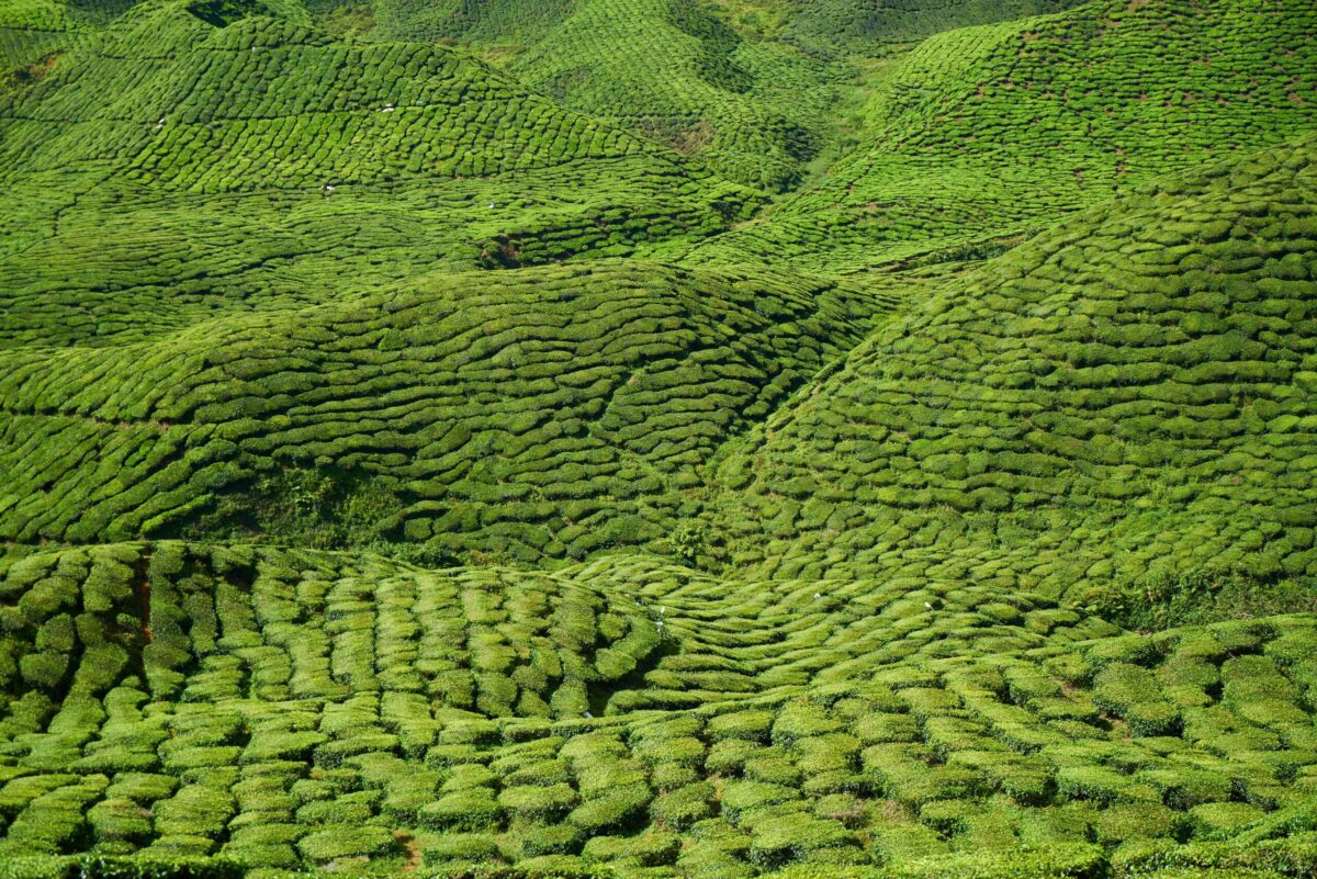 緑の茶畑が広がる高地の風景