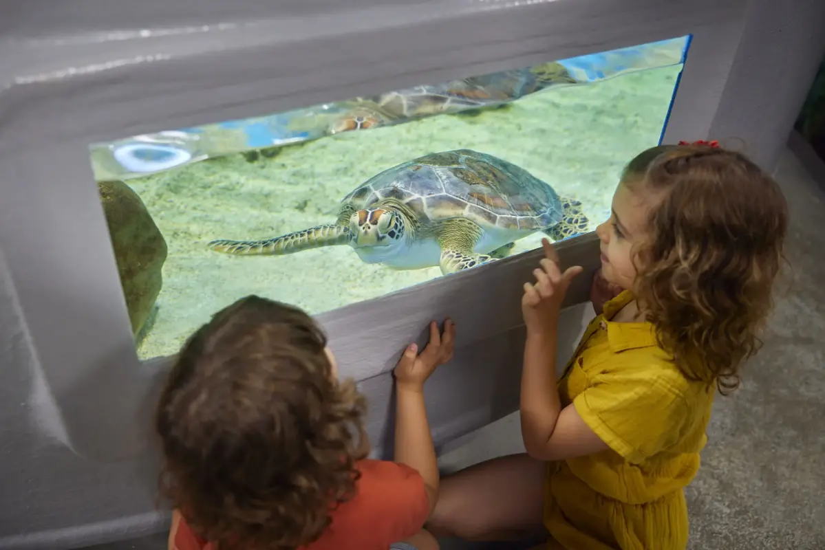 ケアンズ水族館のウミガメ